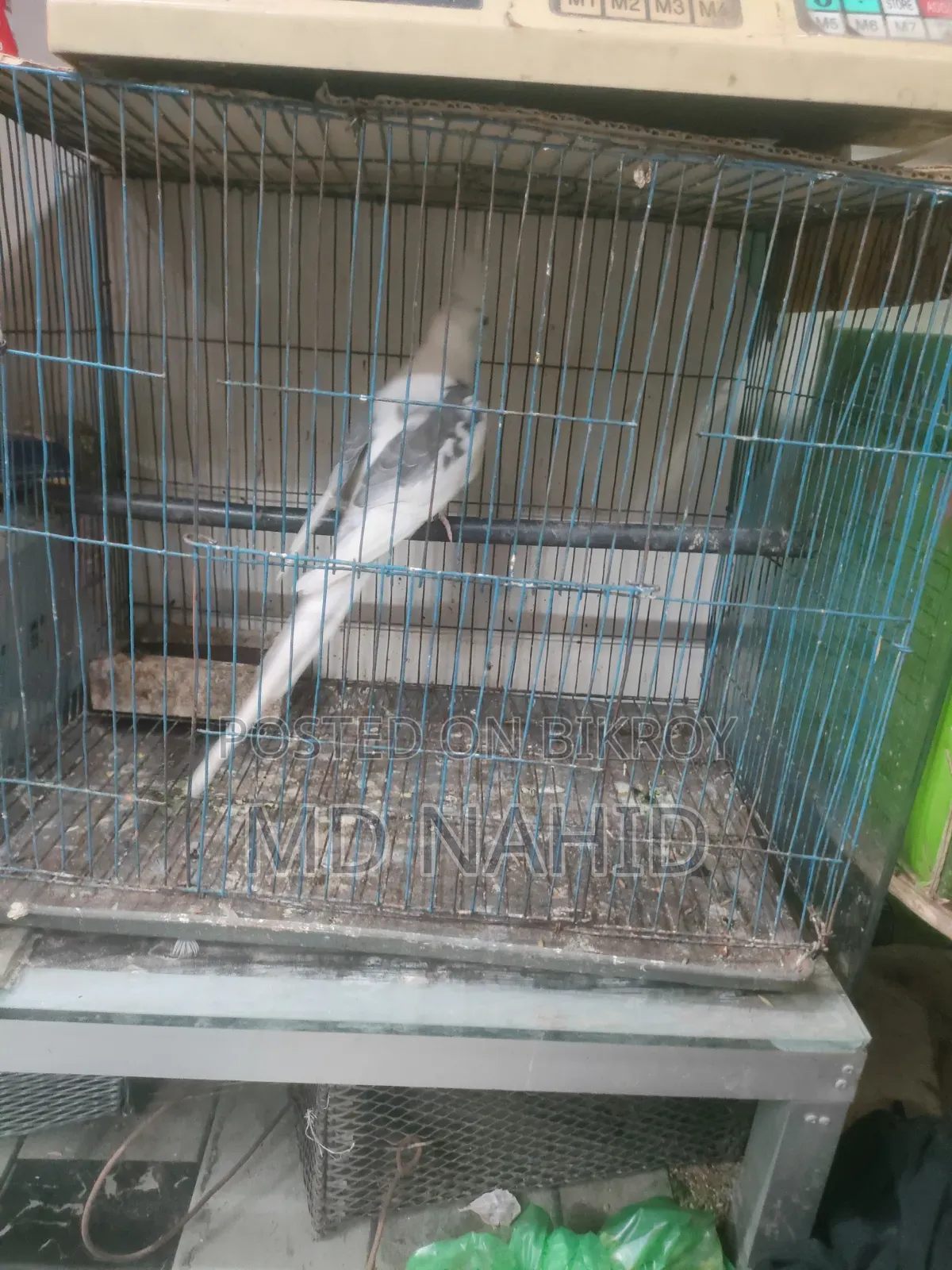 Adult bird