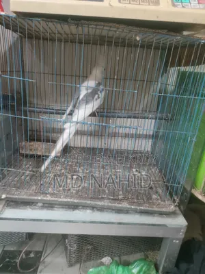 Adult bird