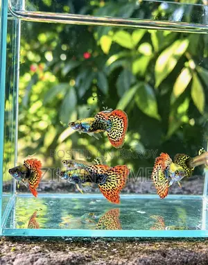 Red Dragon Guppy Home Breed Brood Quality