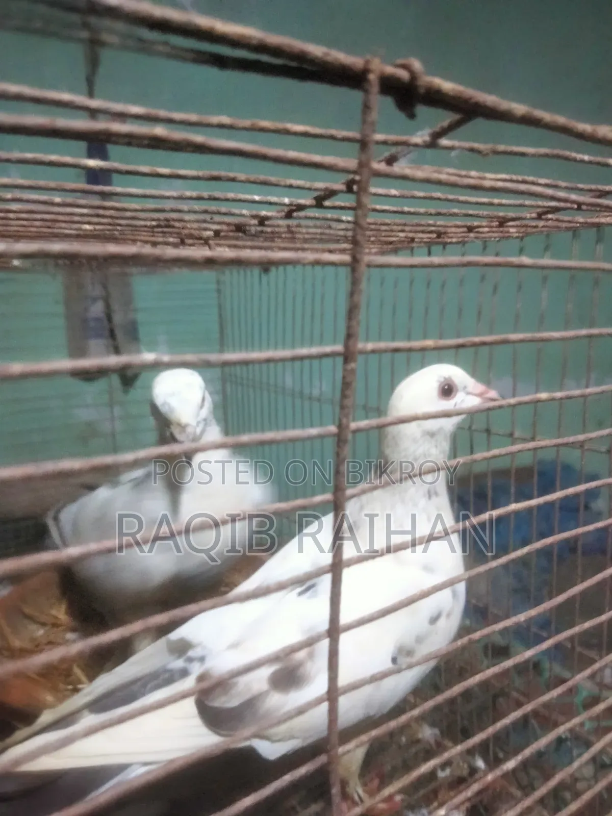 হোমা রেসার বিক্রি করা হবে।