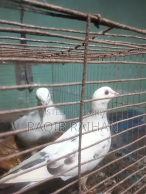 হোমা রেসার বিক্রি করা হবে।