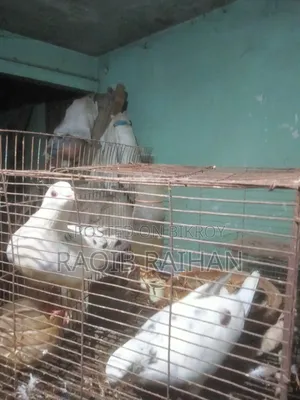 হোমা রেসার বিক্রি করা হবে।