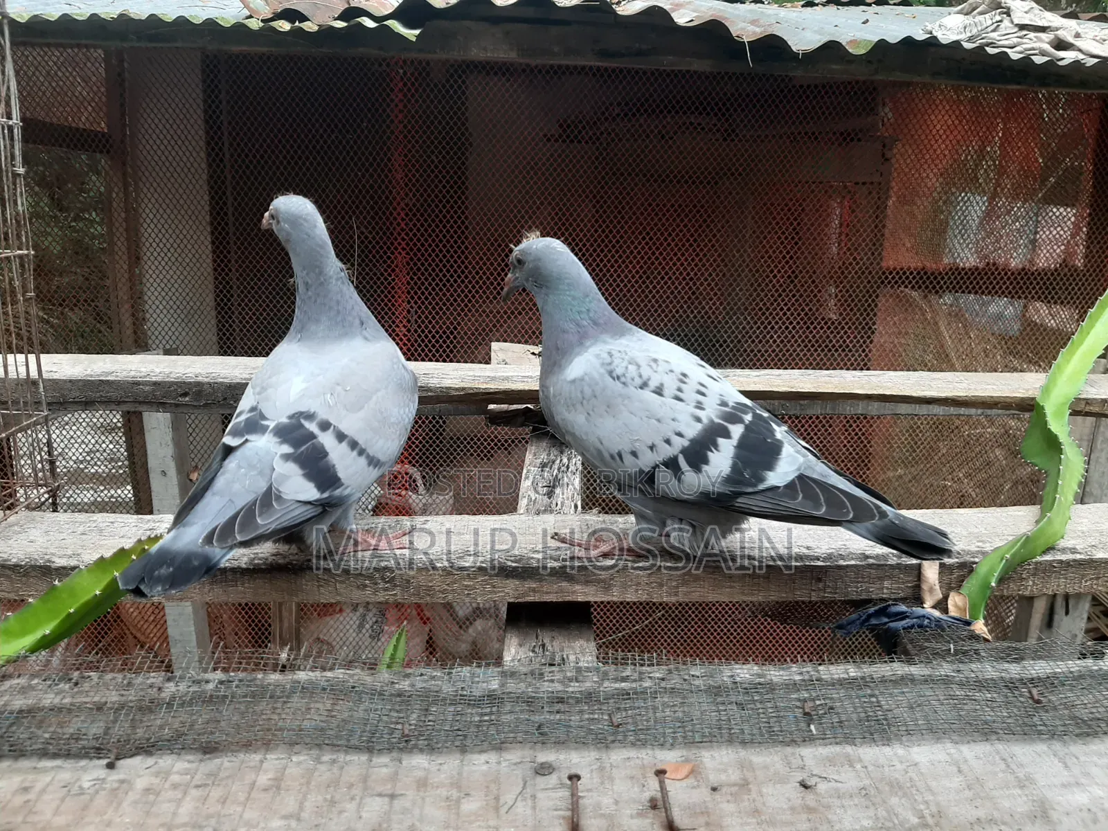 ভালো ব্লাডলাইনের রেসার কবুতরের বাচ্চা (Baby Racer)