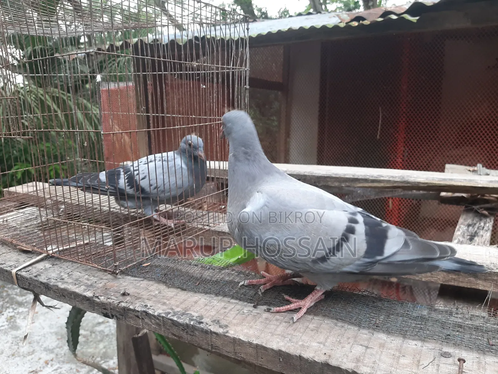 ভালো ব্লাডলাইনের রেসার কবুতরের বাচ্চা (Baby Racer)