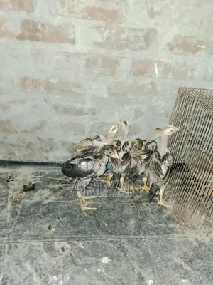 Asil Chicken Chicks