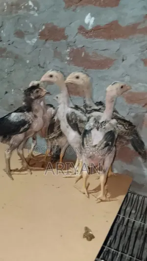 Asil Chicken Chicks