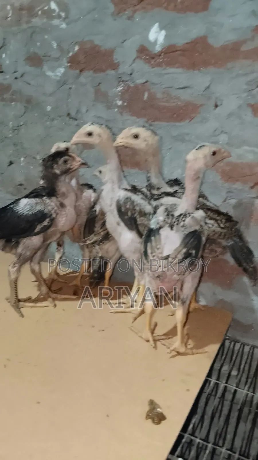 Asil Chicken Chicks