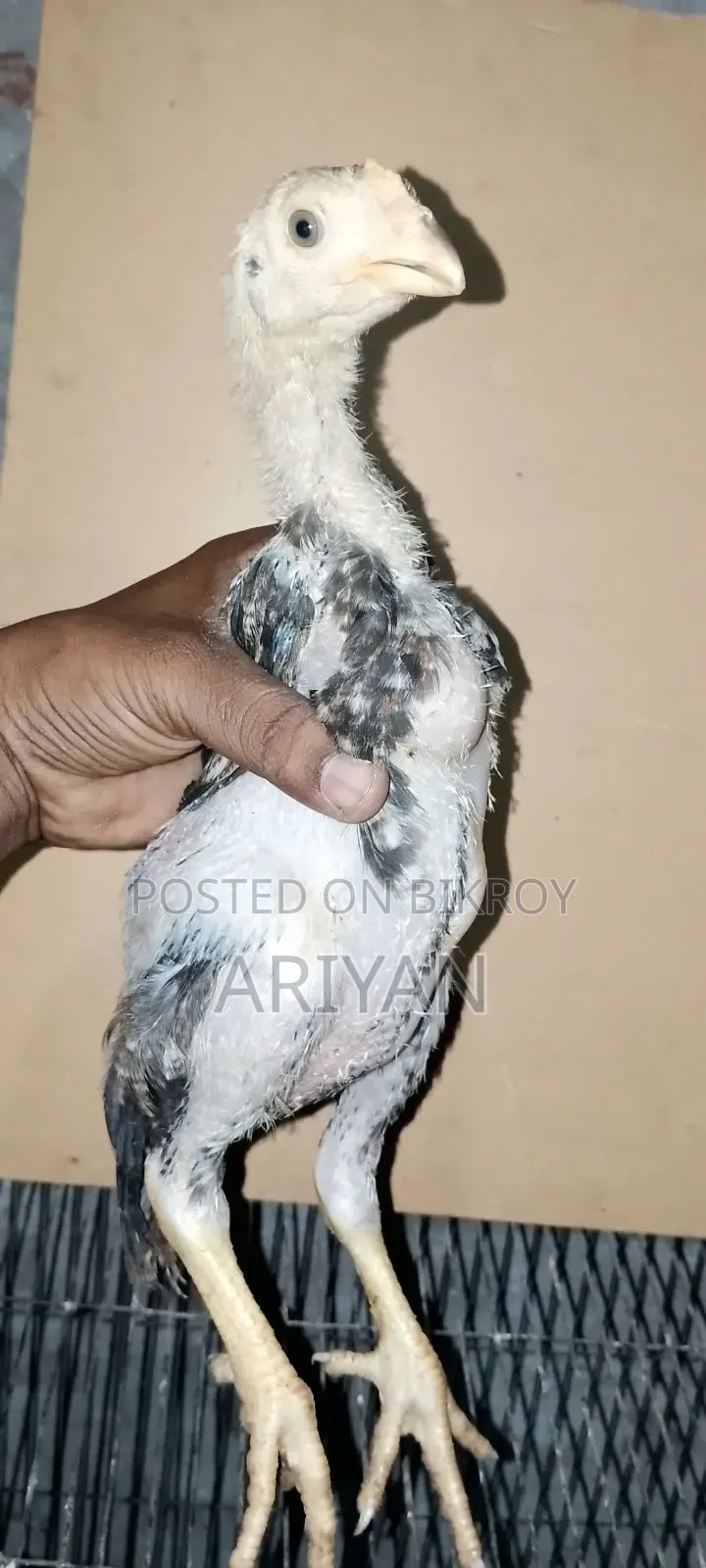 Asil Chicken Chicks