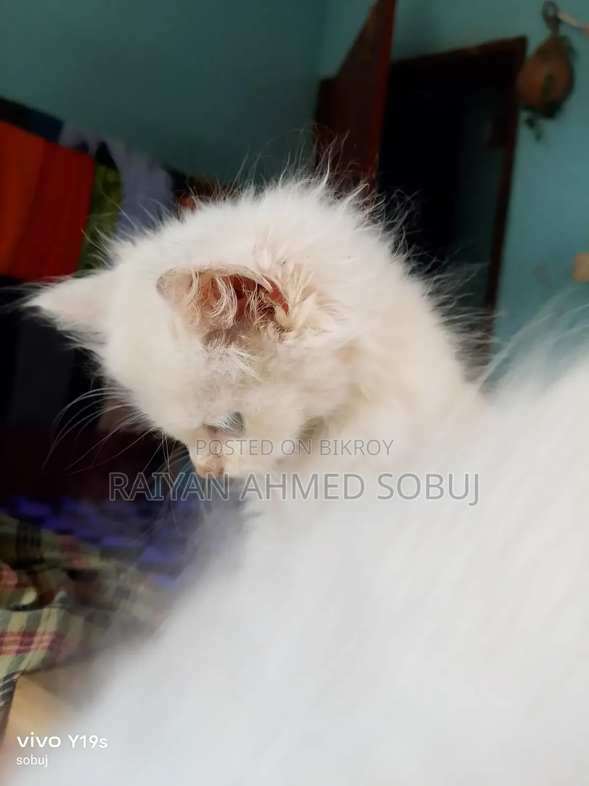 ১-৩ মাস বয়সী পুরুষ পিওরব্রেড পার্সিয়ান