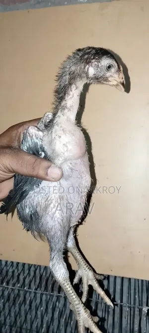 Aseel Chicken