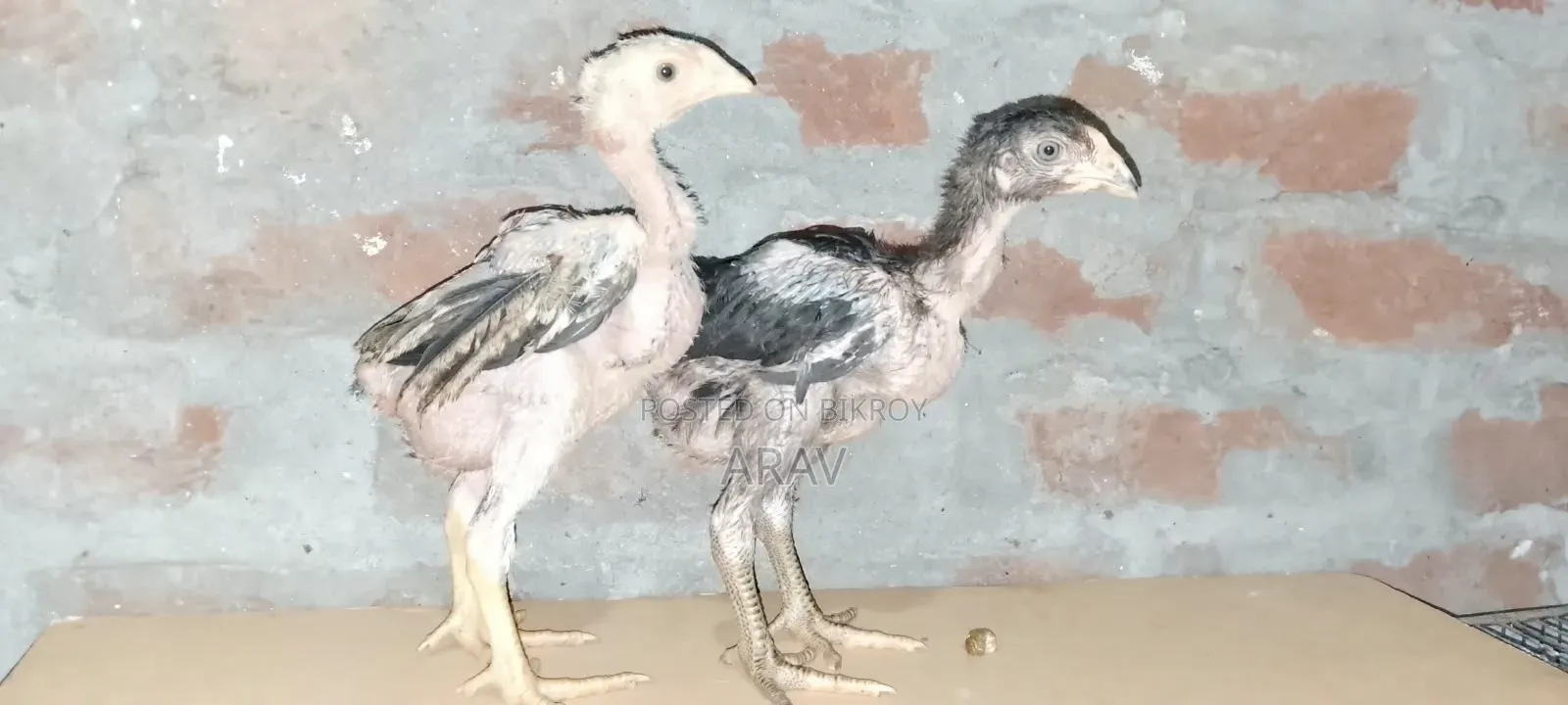 Fighter Chick