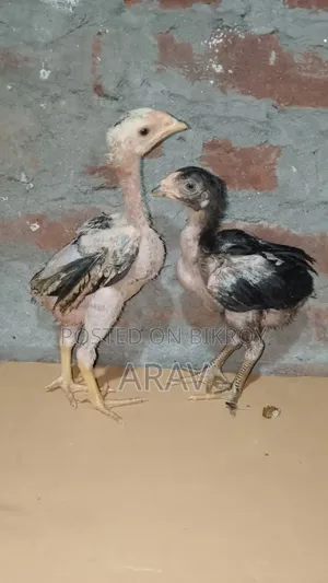 Fighter Chick