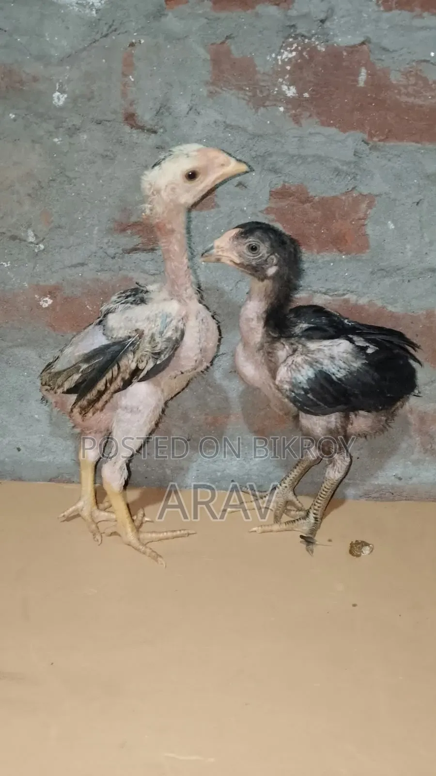 Fighter Chick