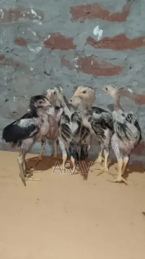 Fighter Chick