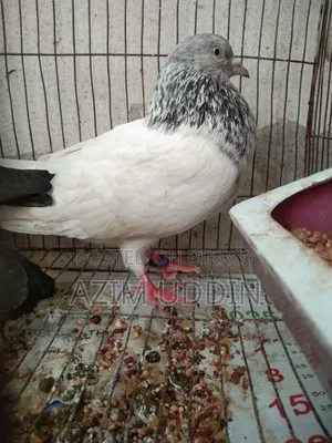 একটি গিরিবাজ কবুতর
