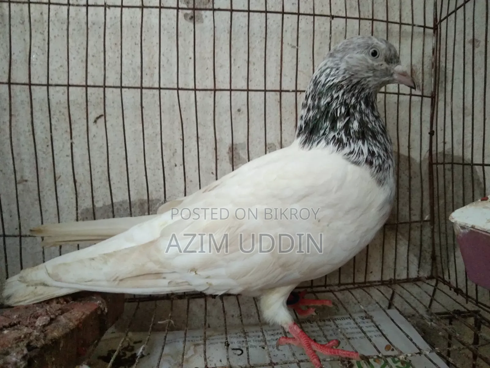 একটি গিরিবাজ কবুতর