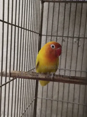 Pet Bird for Sale