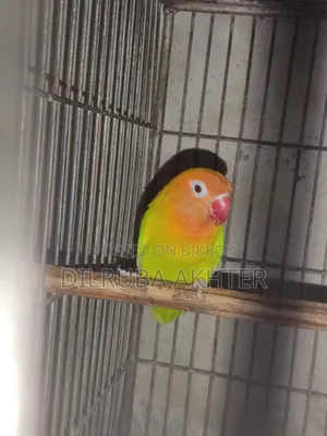 Pet Bird for Sale