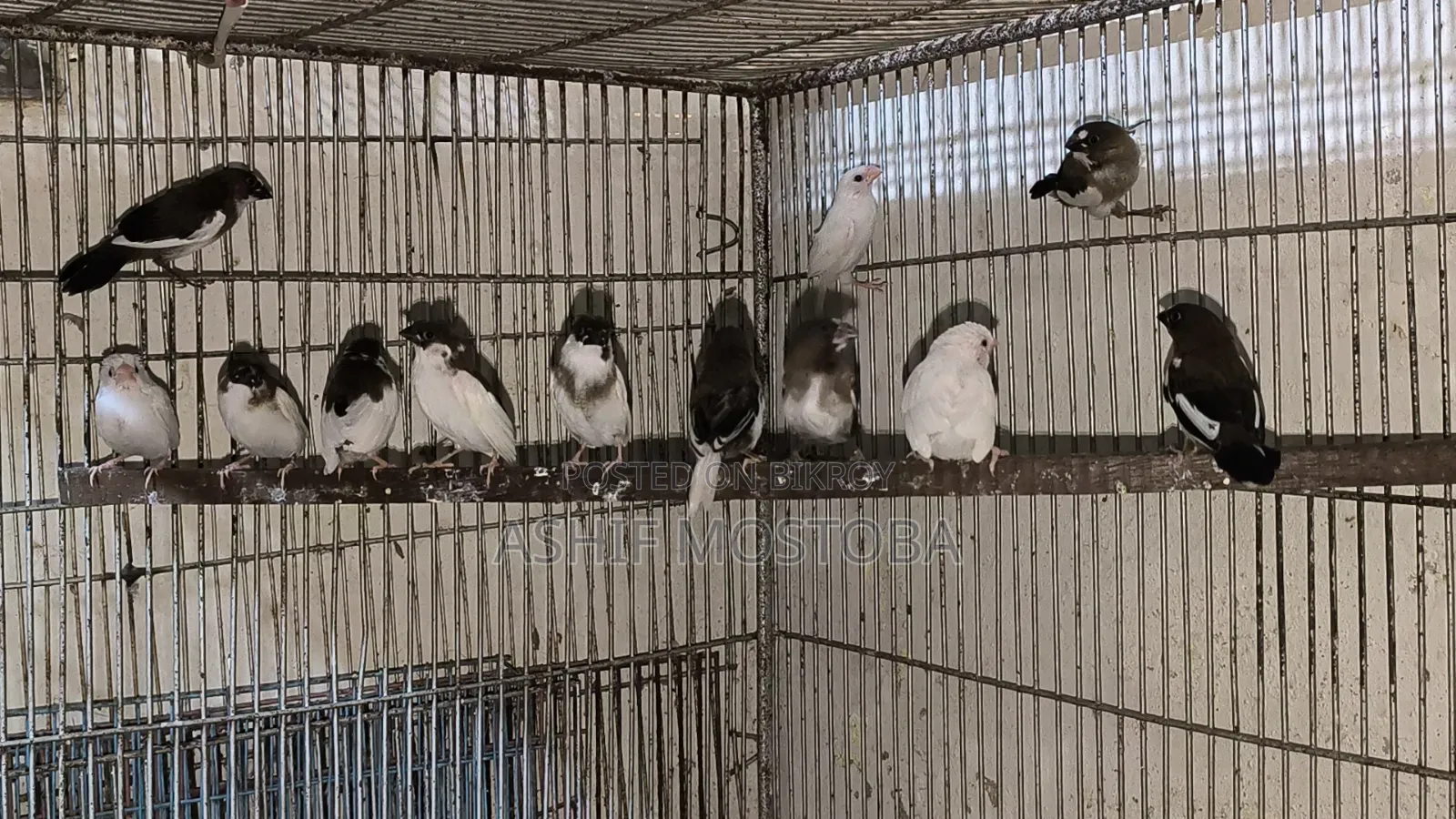 ১০ পিছ চকো বেঙ্গলি ফিঞ্চ বেবি.