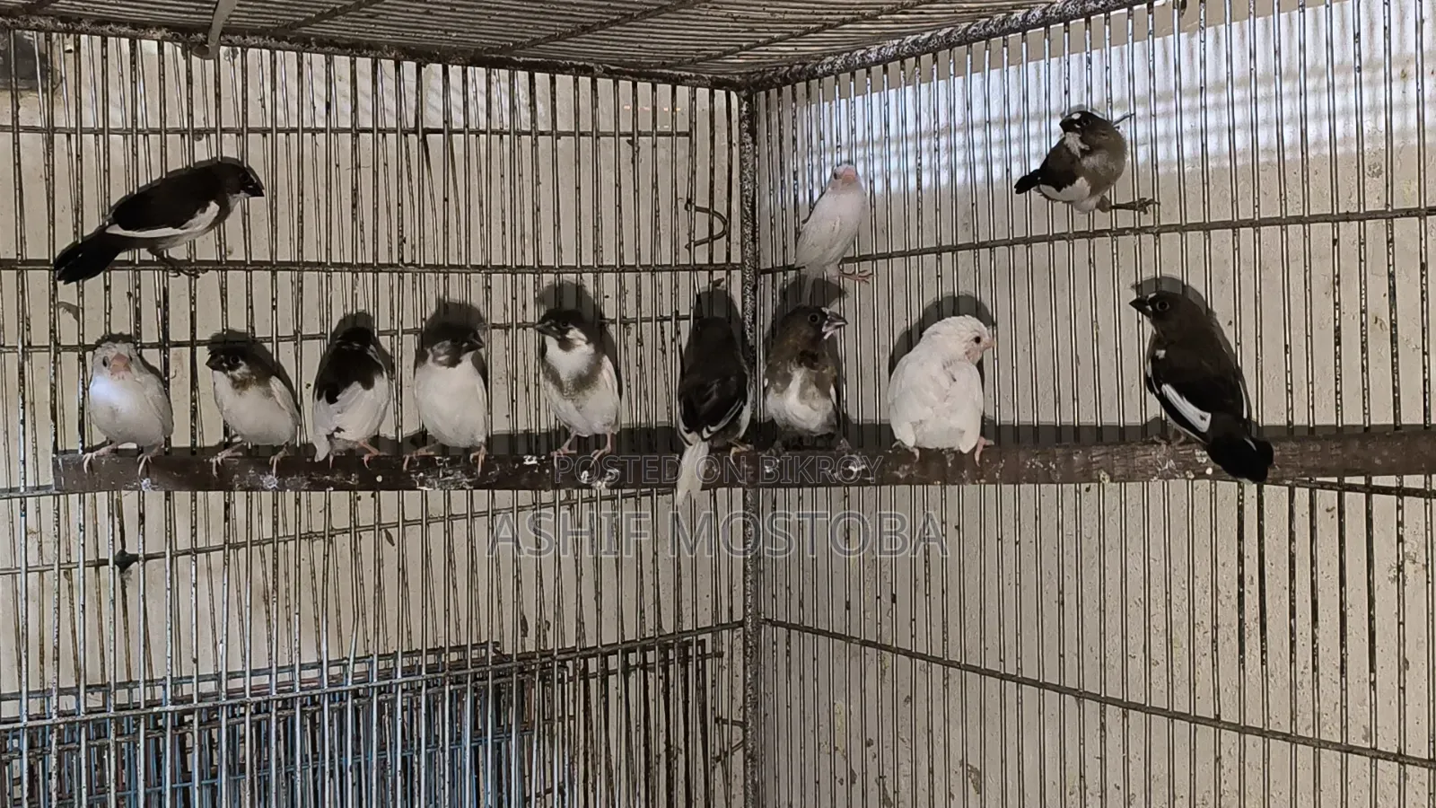 ১০ পিছ চকো বেঙ্গলি ফিঞ্চ বেবি.