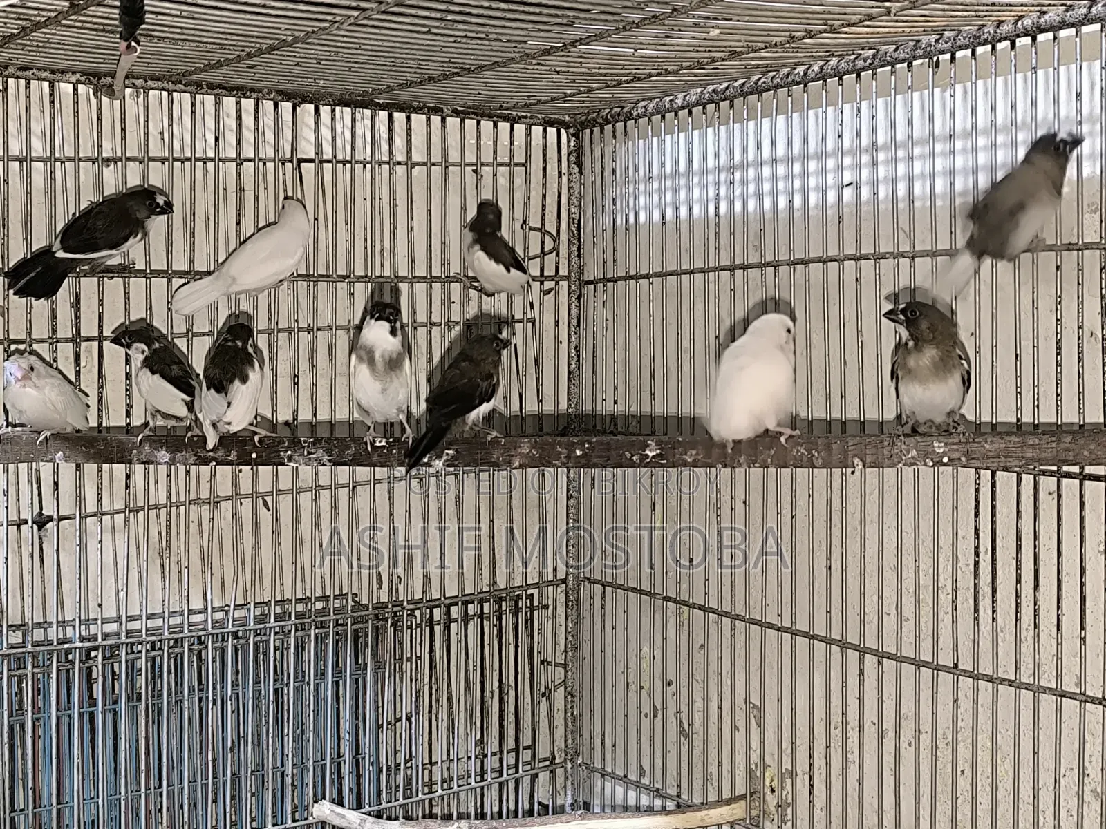 ১০ পিছ চকো বেঙ্গলি ফিঞ্চ বেবি.