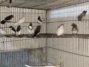১০ পিছ চকো বেঙ্গলি ফিঞ্চ বেবি.