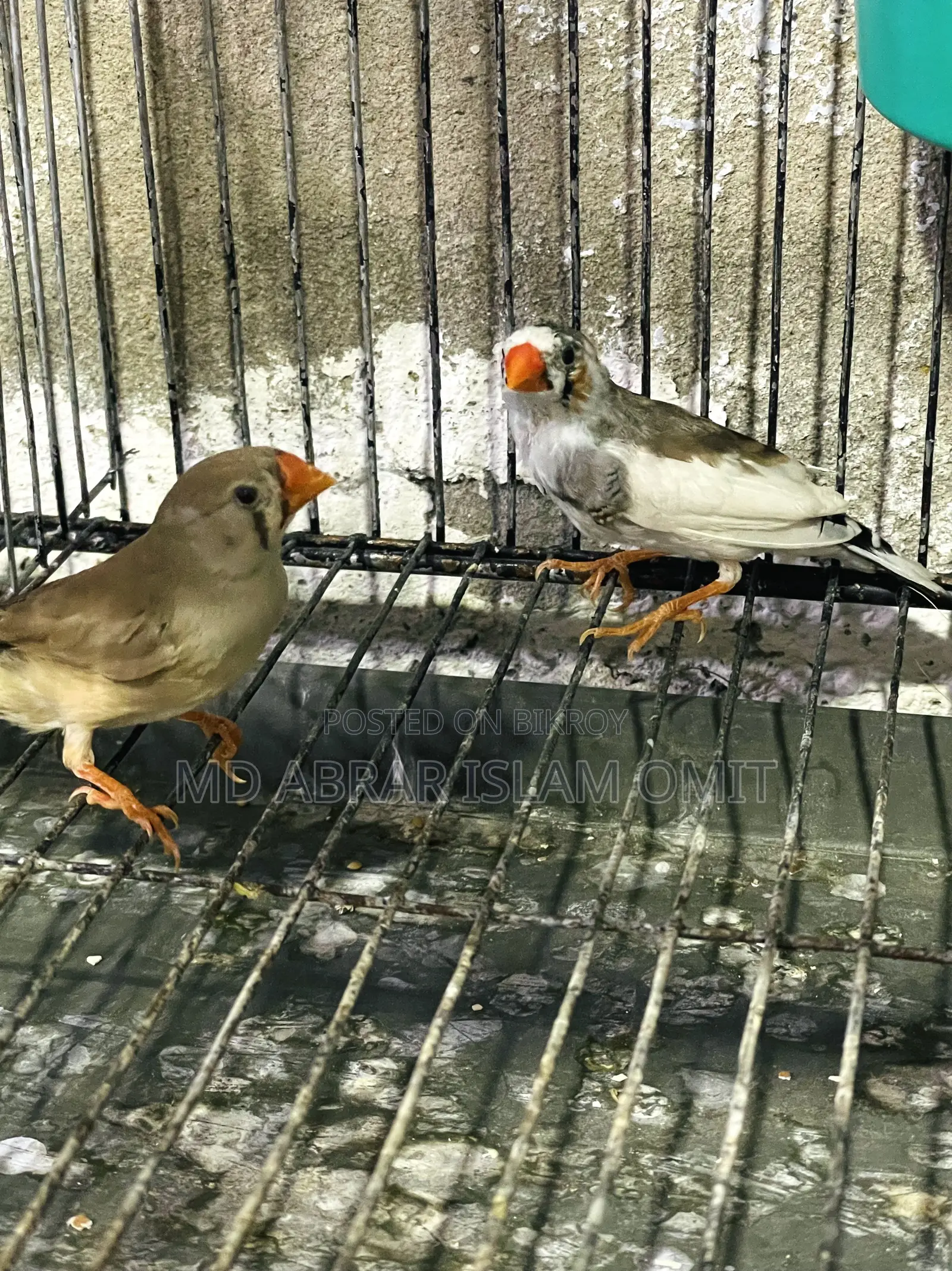 নিউ এডাল্ট জেব্রা ফিঞ্চ পেয়ার