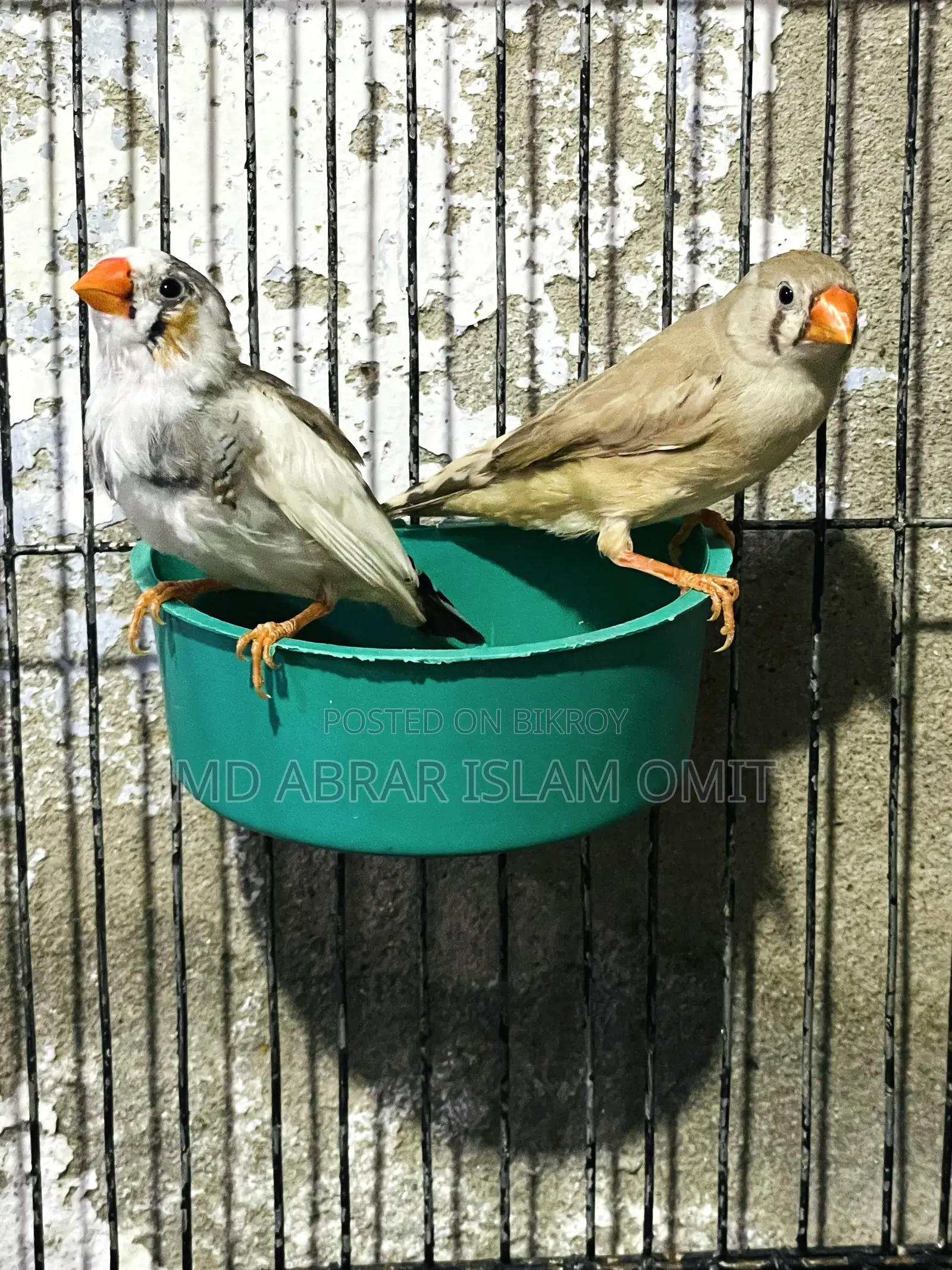 নিউ এডাল্ট জেব্রা ফিঞ্চ পেয়ার