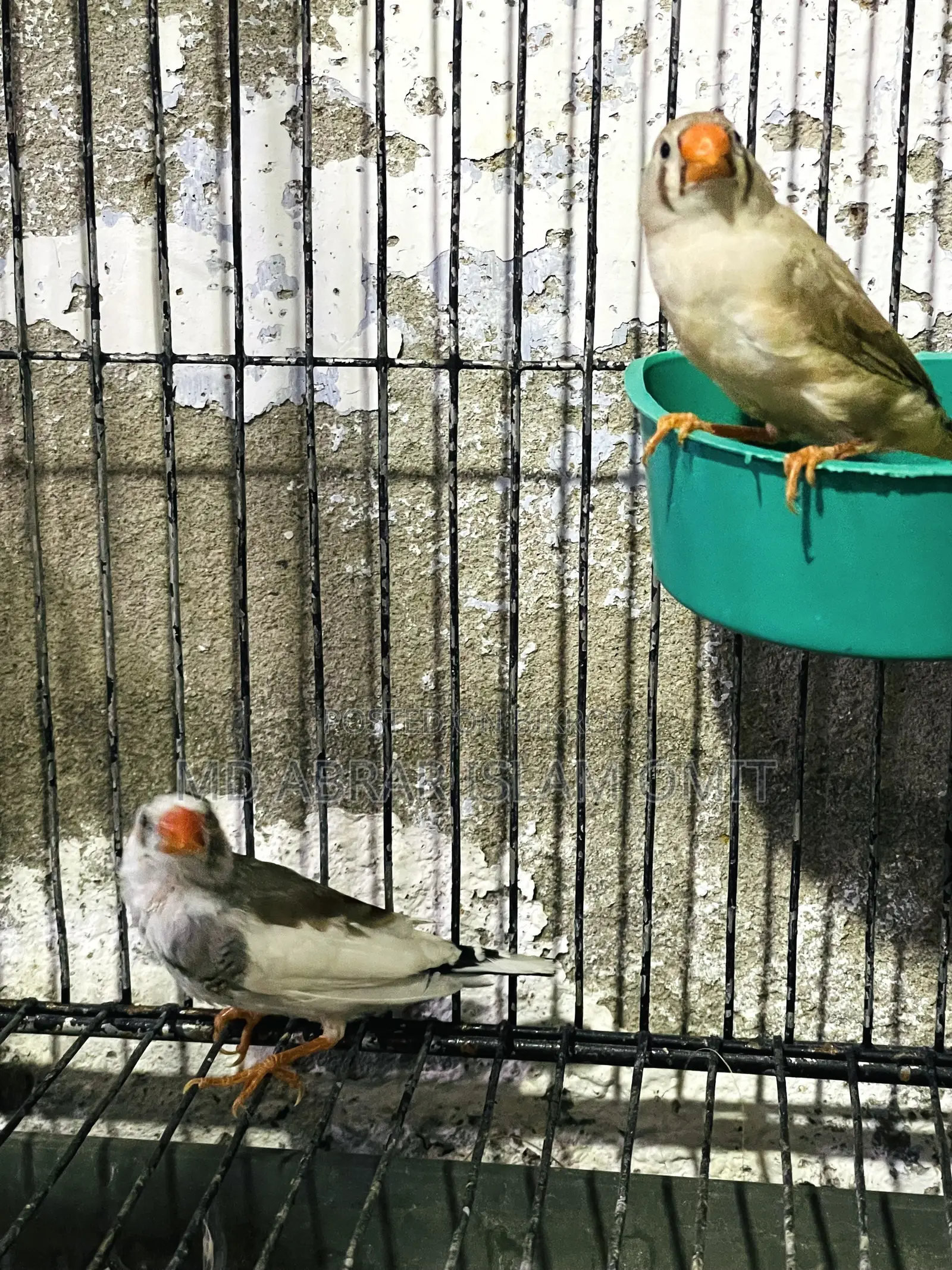নিউ এডাল্ট জেব্রা ফিঞ্চ পেয়ার