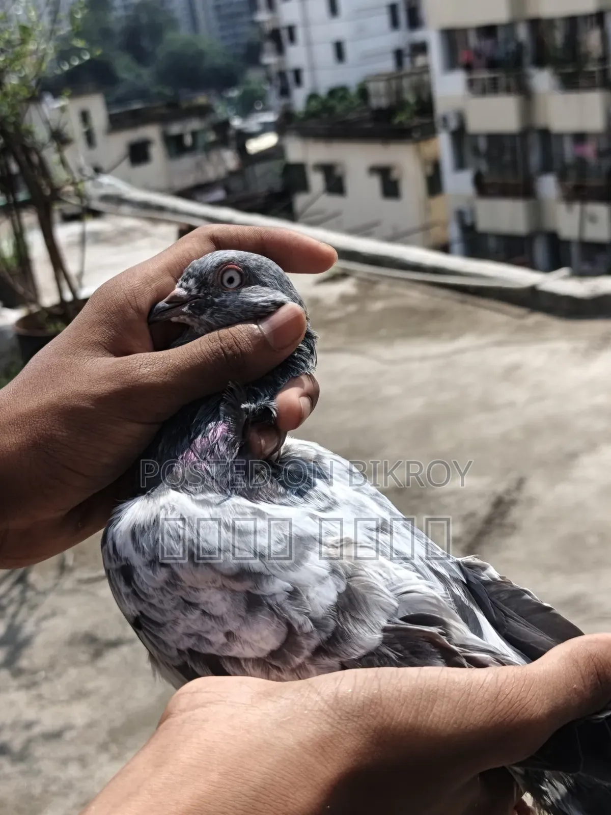 A pair of High Flyer pigeons will be sold at a low price