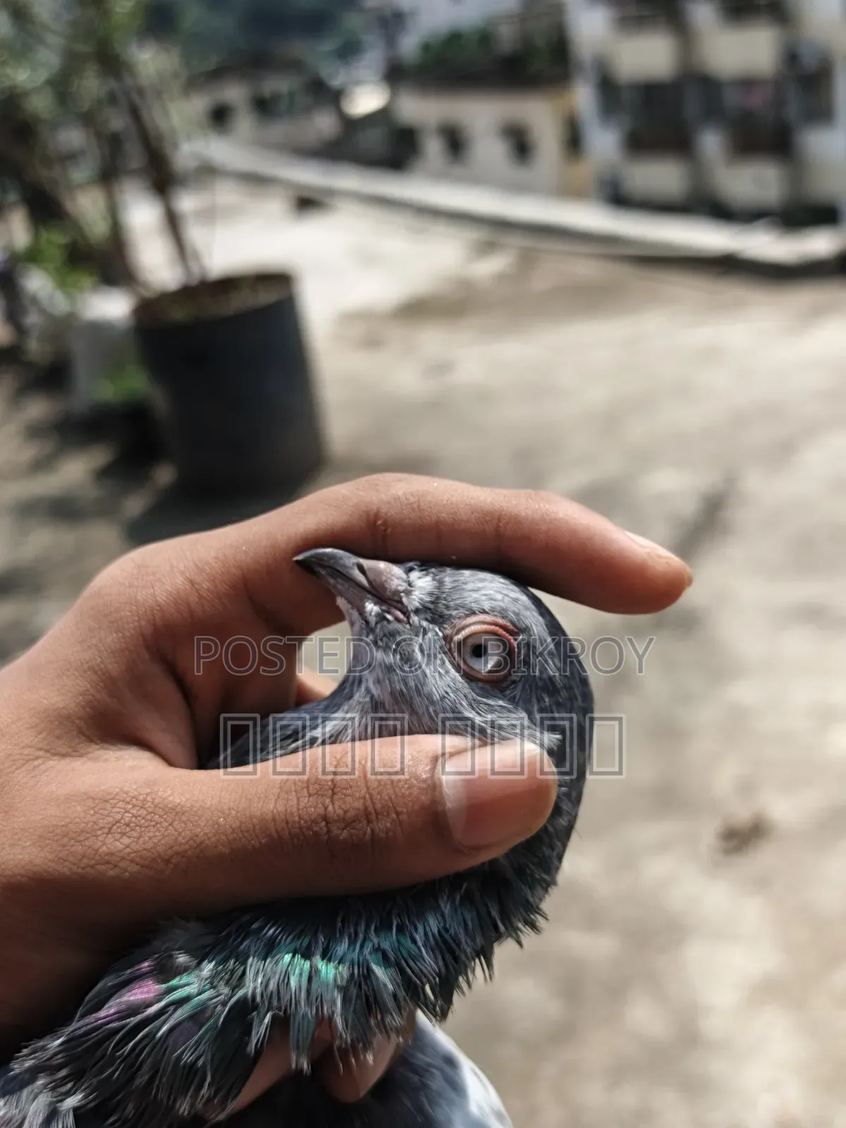 A pair of High Flyer pigeons will be sold at a low price