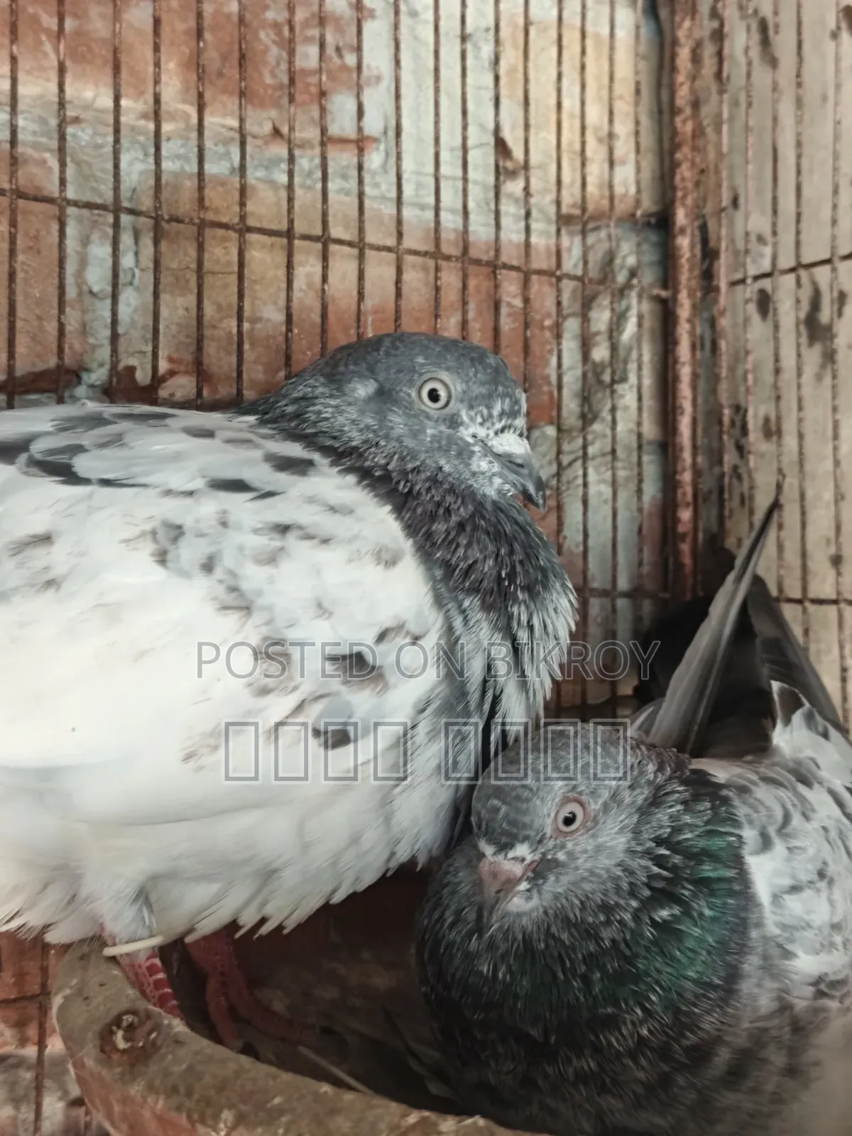 A pair of High Flyer pigeons will be sold at a low price