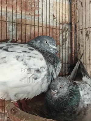 A pair of High Flyer pigeons will be sold at a low price