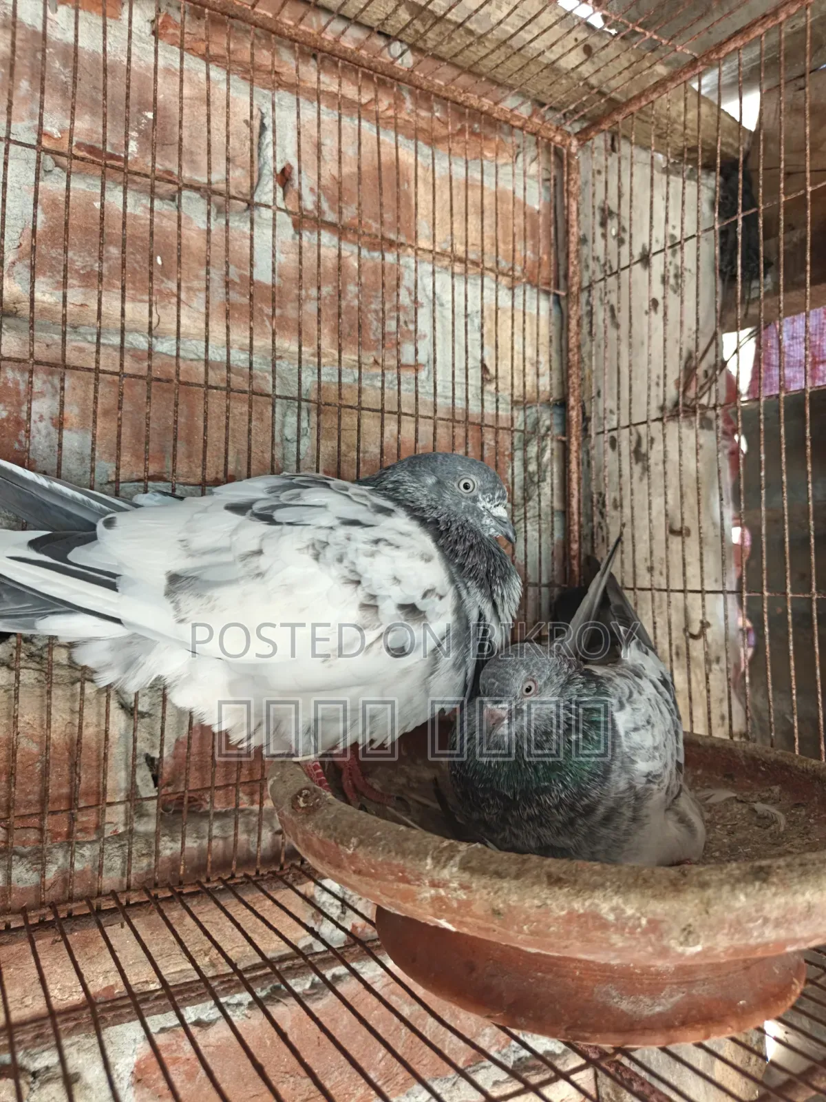 A pair of High Flyer pigeons will be sold at a low price