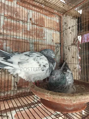 A pair of High Flyer pigeons will be sold at a low price