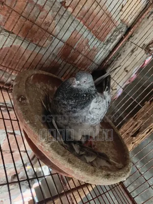 A pair of High Flyer pigeons will be sold at a low price