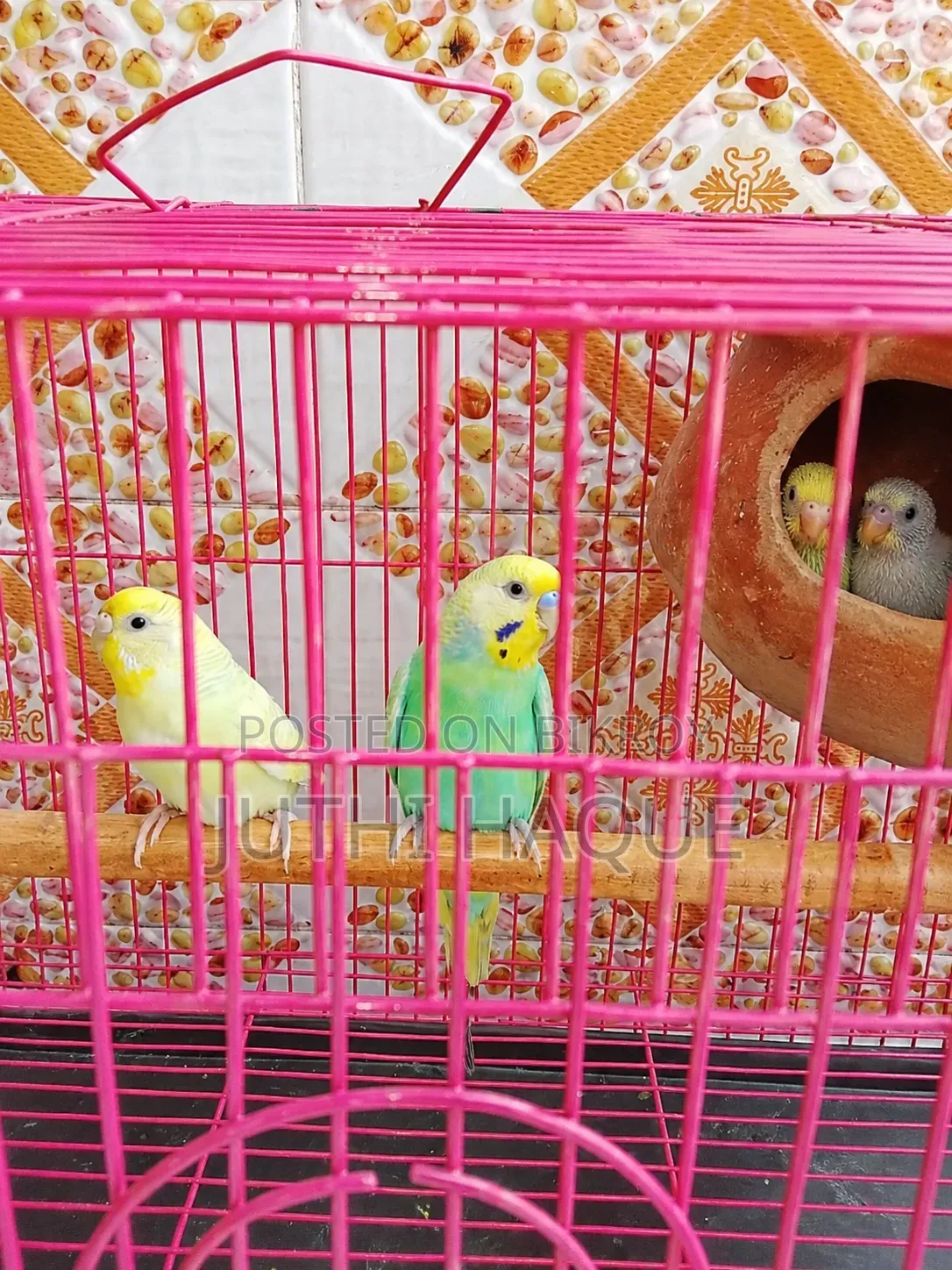 Budgerigar Bird