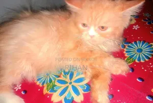 1-3 months Female Purebred Persian