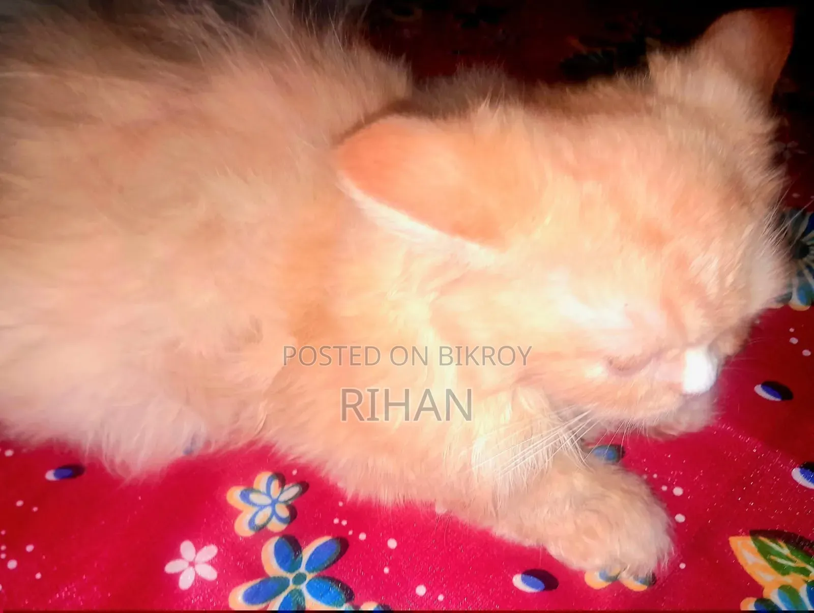 1-3 months Female Purebred Persian