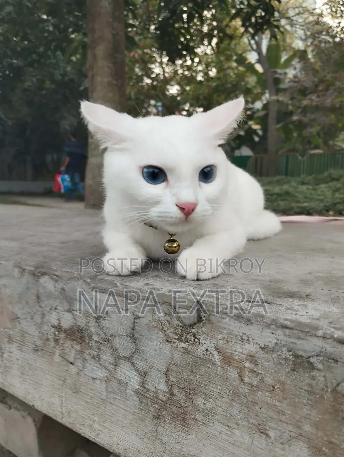 ১+ বছর বয়সী ফিমেল মিক্সড ব্রিড পার্সিয়ান