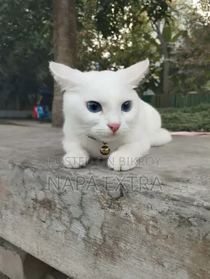 ১+ বছর বয়সী ফিমেল মিক্সড ব্রিড পার্সিয়ান