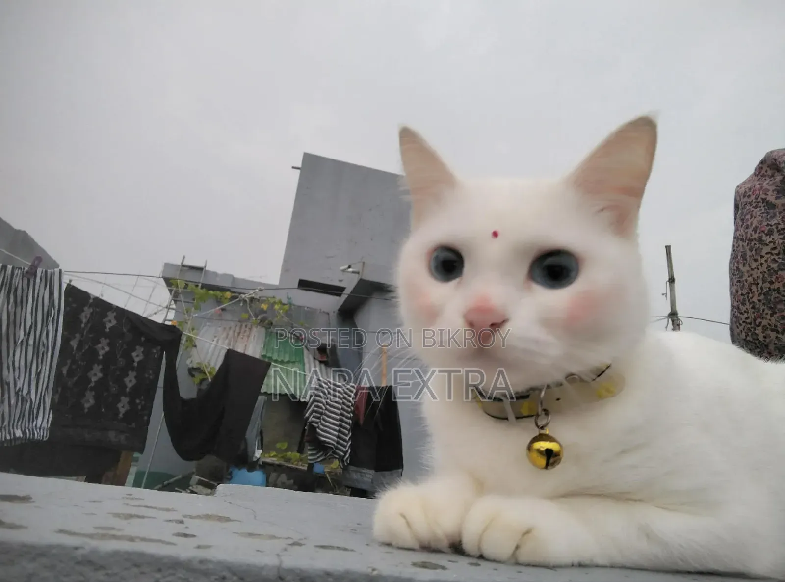 ১+ বছর বয়সী ফিমেল মিক্সড ব্রিড পার্সিয়ান