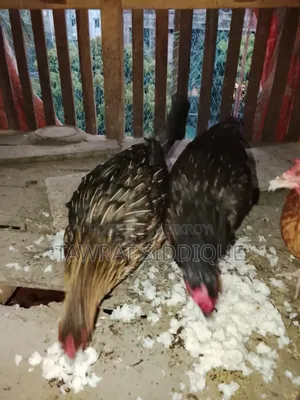 Local Pal Chicken
