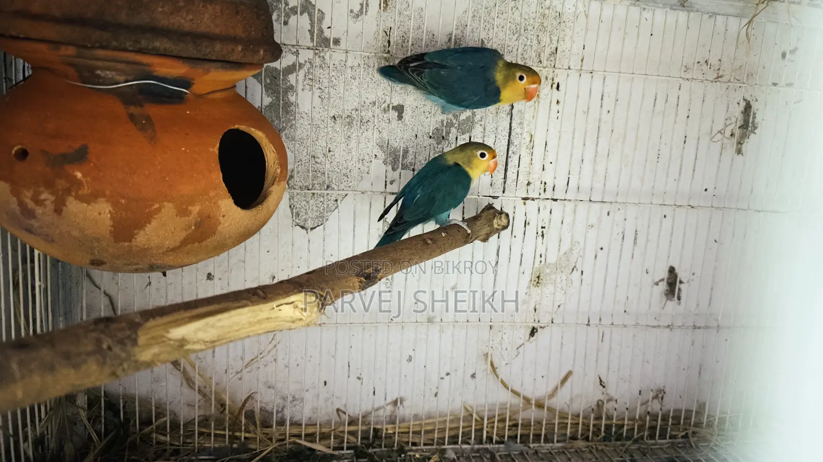 পার্ল ব্লু ফিশার্স