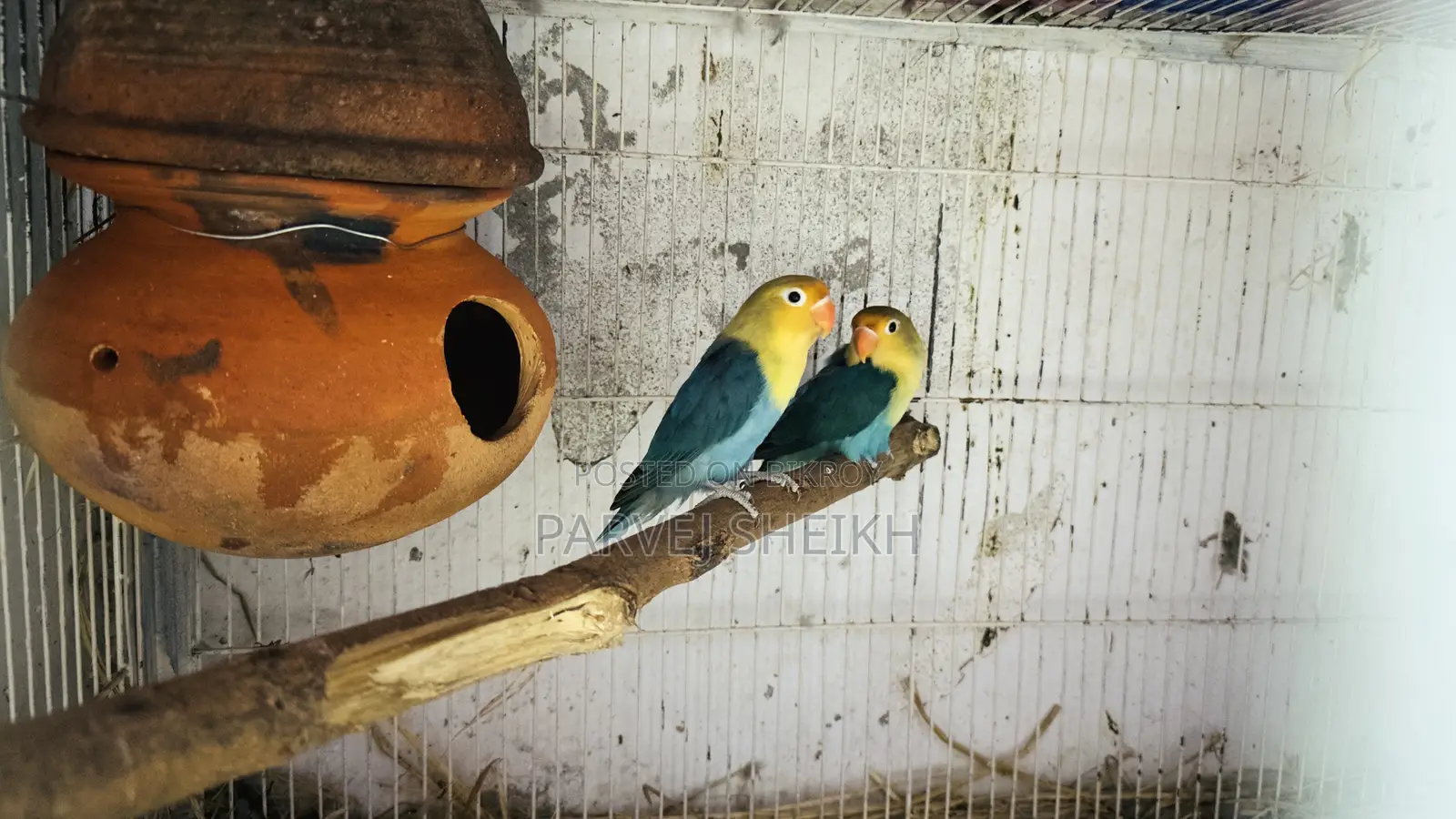 পার্ল ব্লু ফিশার্স