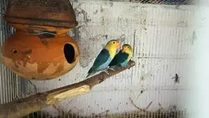 পার্ল ব্লু ফিশার্স
