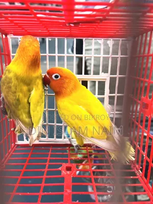 Love Bird Running Pair