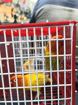 Love Bird Running Pair