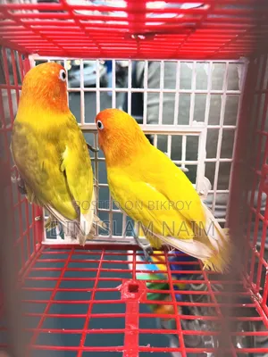 Love Bird Running Pair