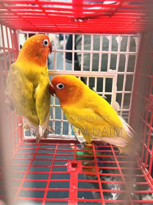 Love Bird Running Pair